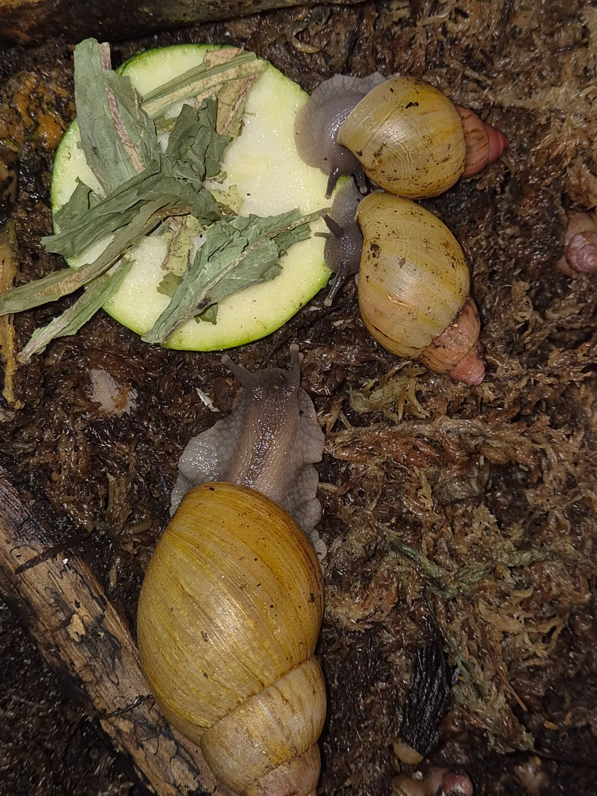 Lissachatina Zanzibarica Land Snail