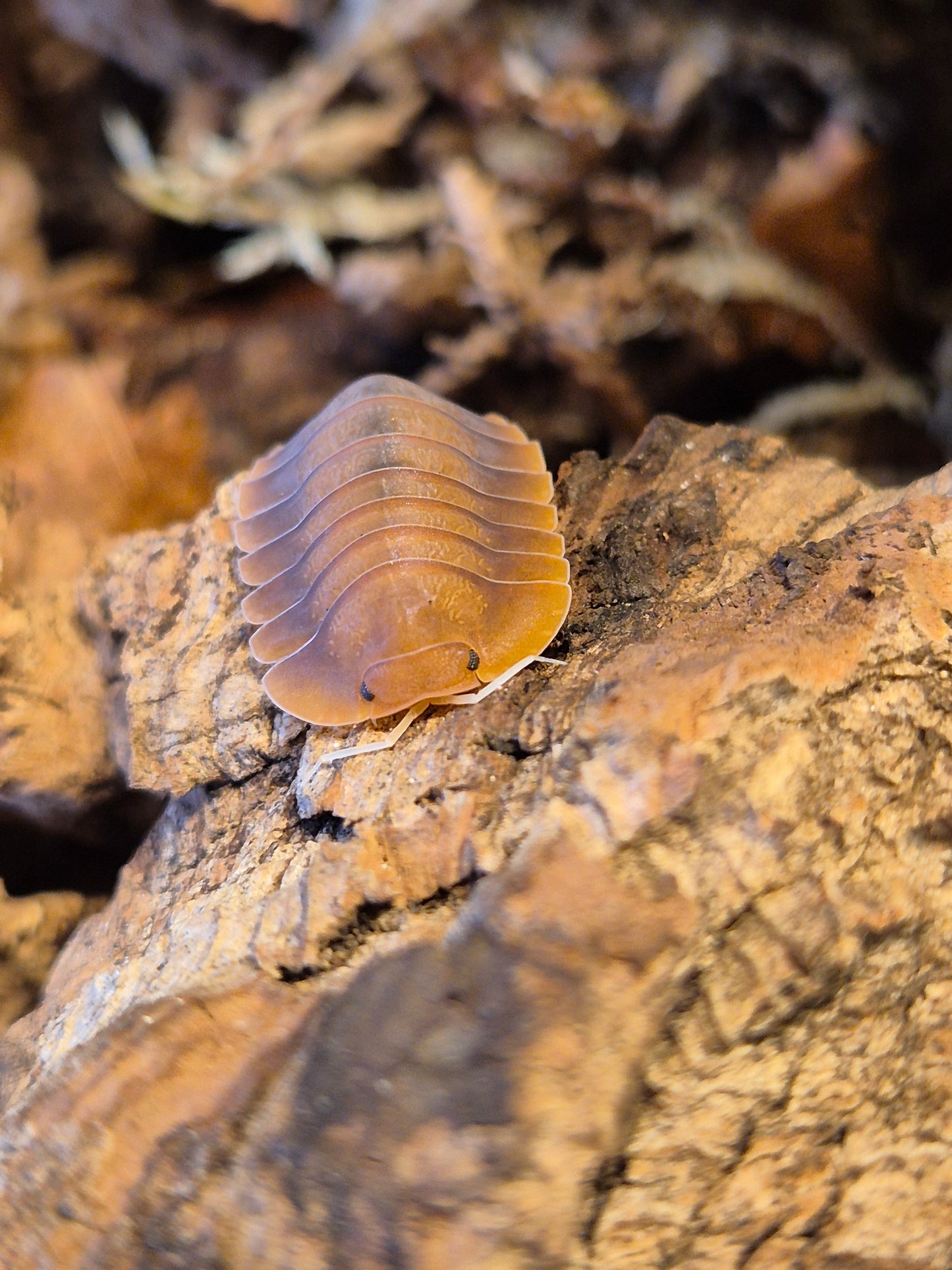 Troglodillo sp. Vex Isopods - The Bug Room