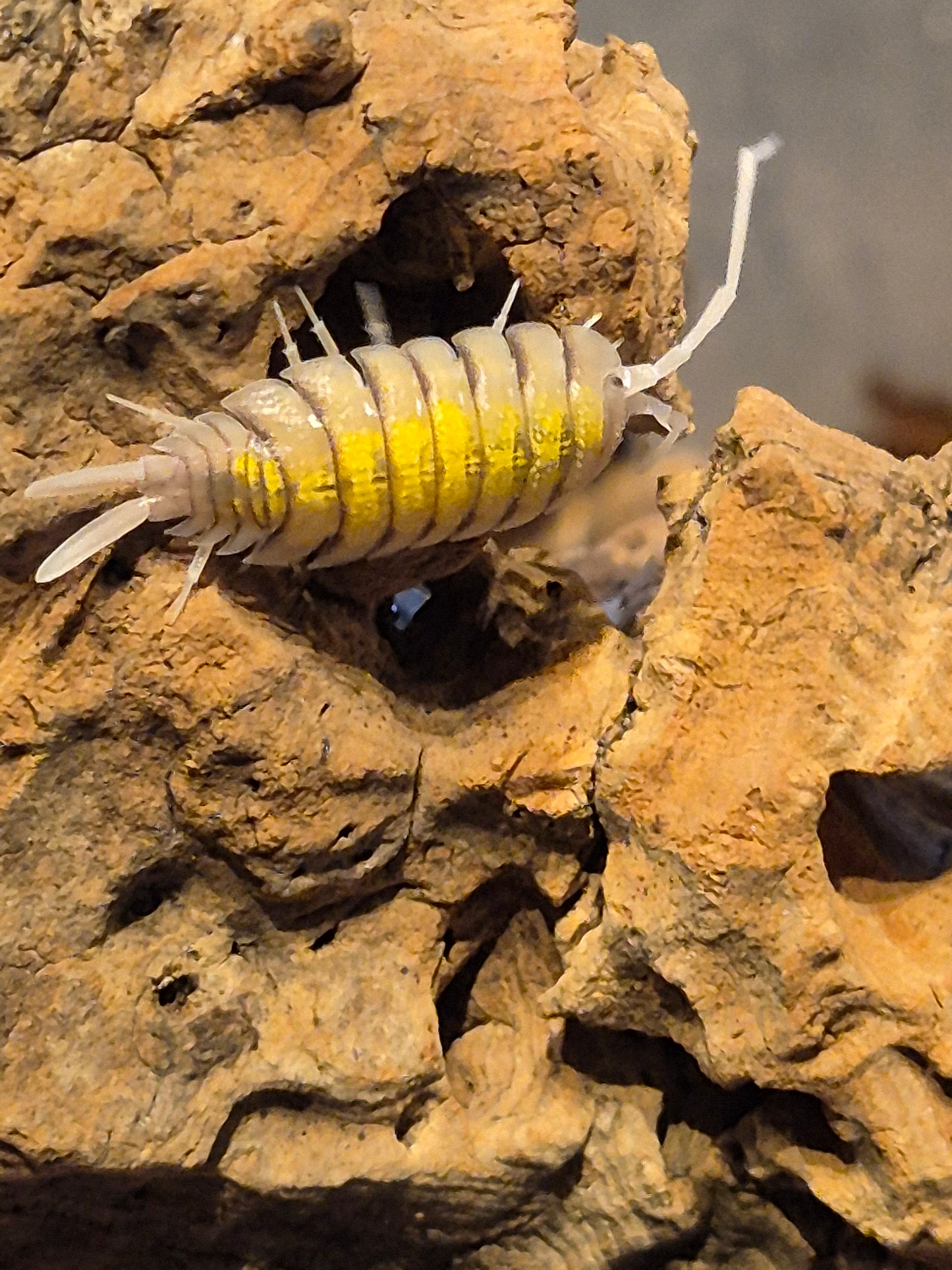 Porcellio Bolivari "yellow ghost" Isopods