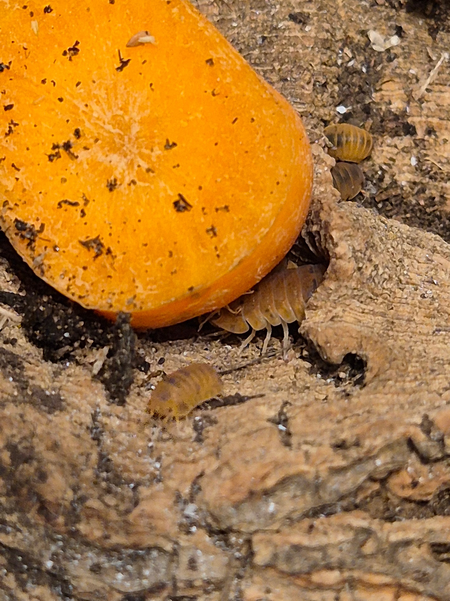 Cubaris Murina "Anenome" Isopods