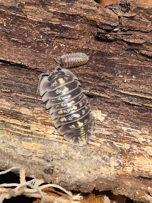 Armadillidium Ruffoi - The Bug Room