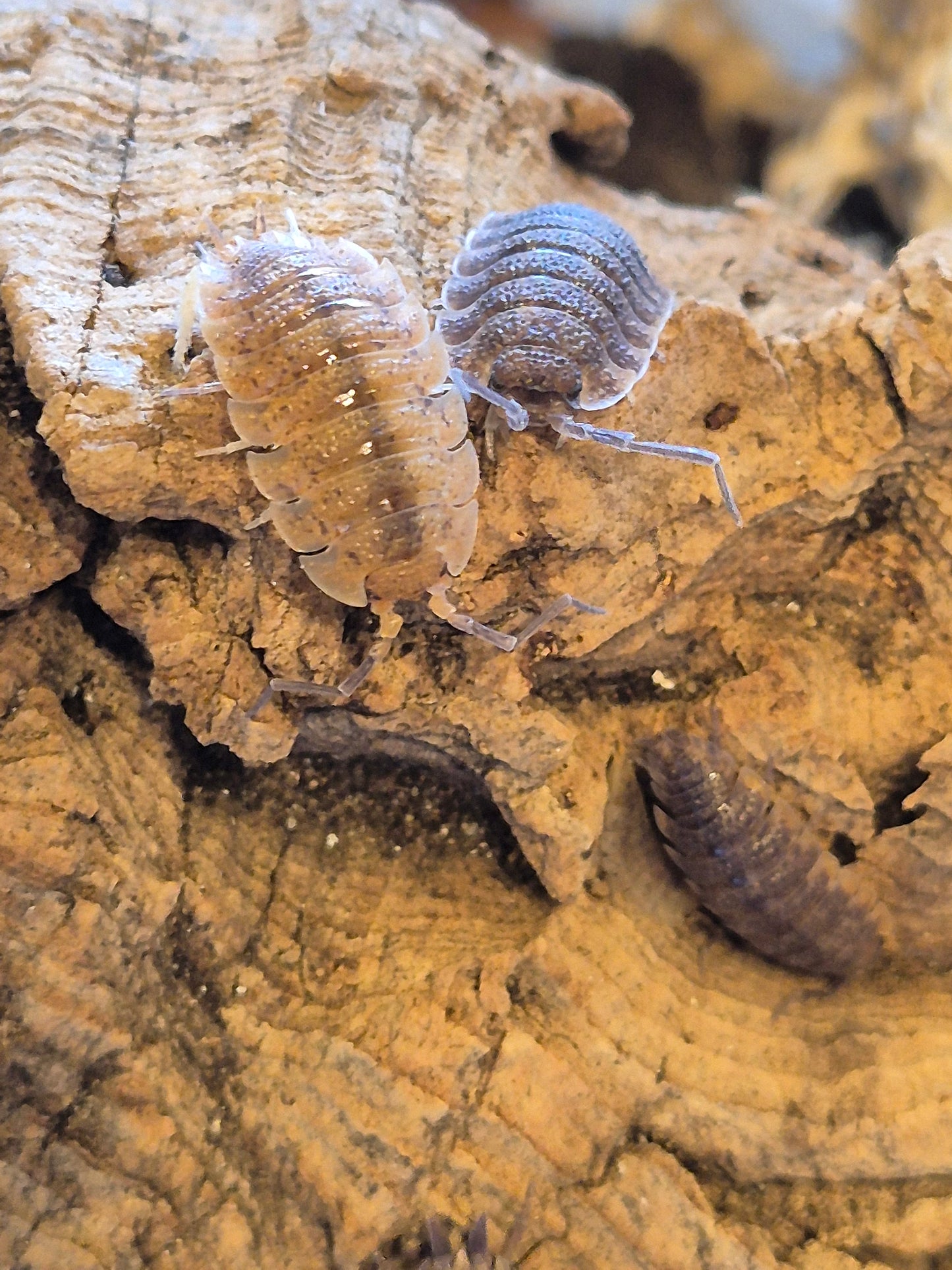 Porcellio Scaber "Arenaria" Isopods - The Bug Room