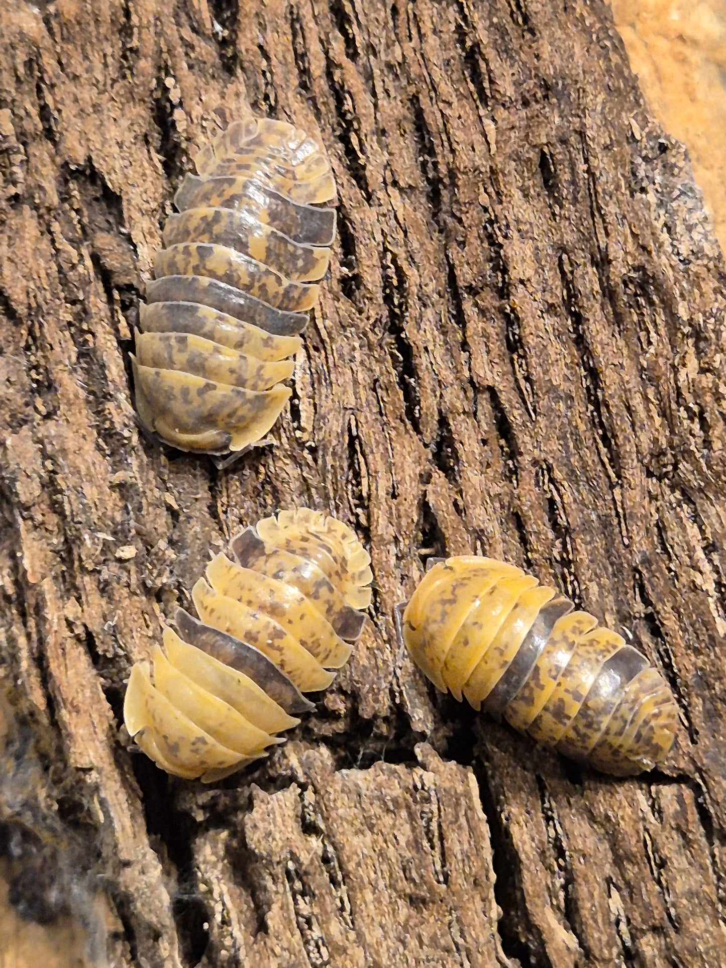 Fillipinodillo sp "Leopard Bee" Isopods