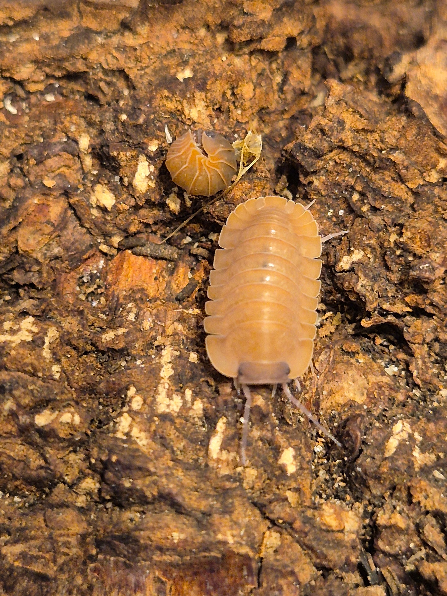 Cubaris "Salmon" - The Bug Room