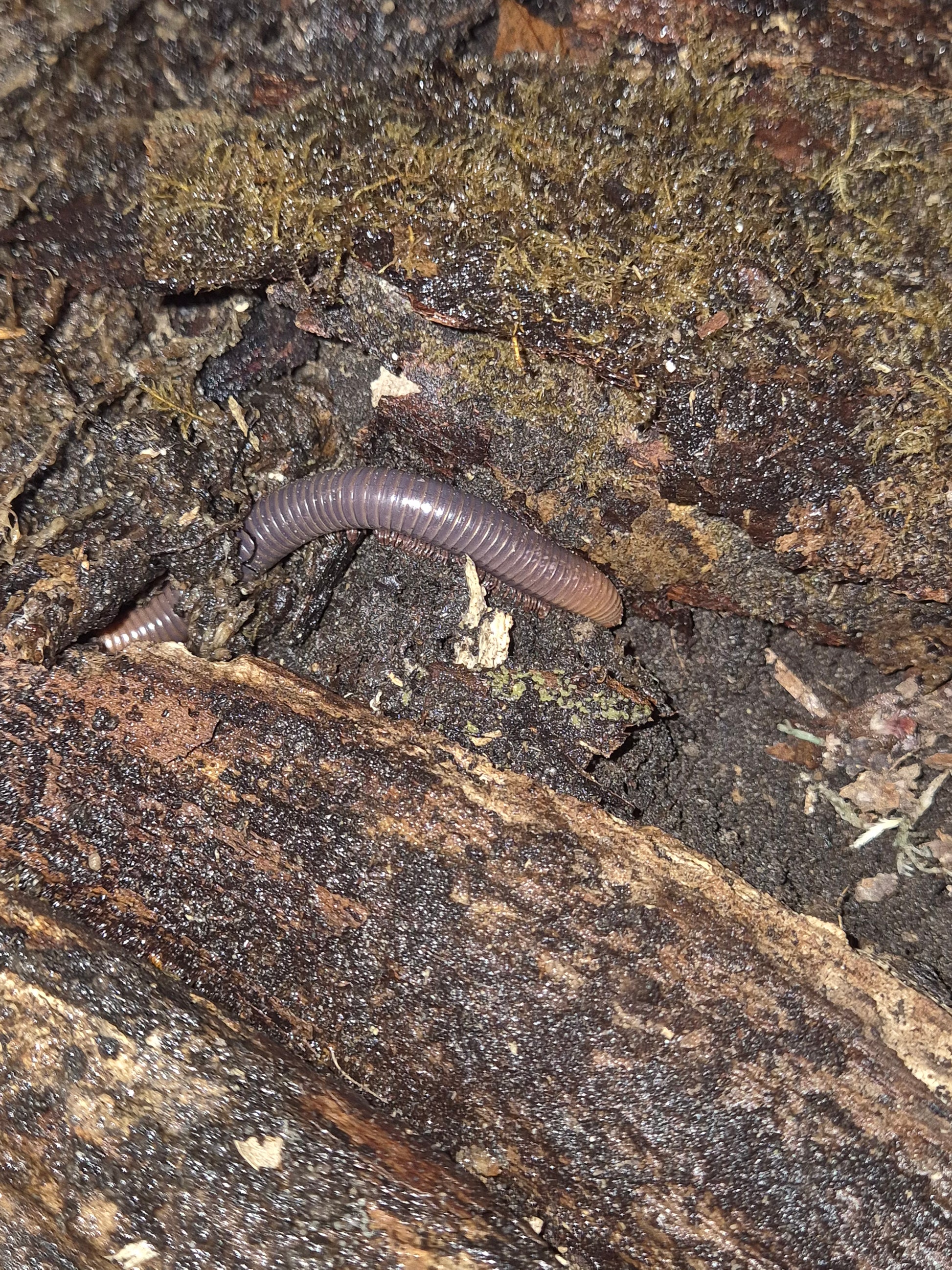 Analocostreptus servatius (Firehead Millipedes) - The Bug Room
