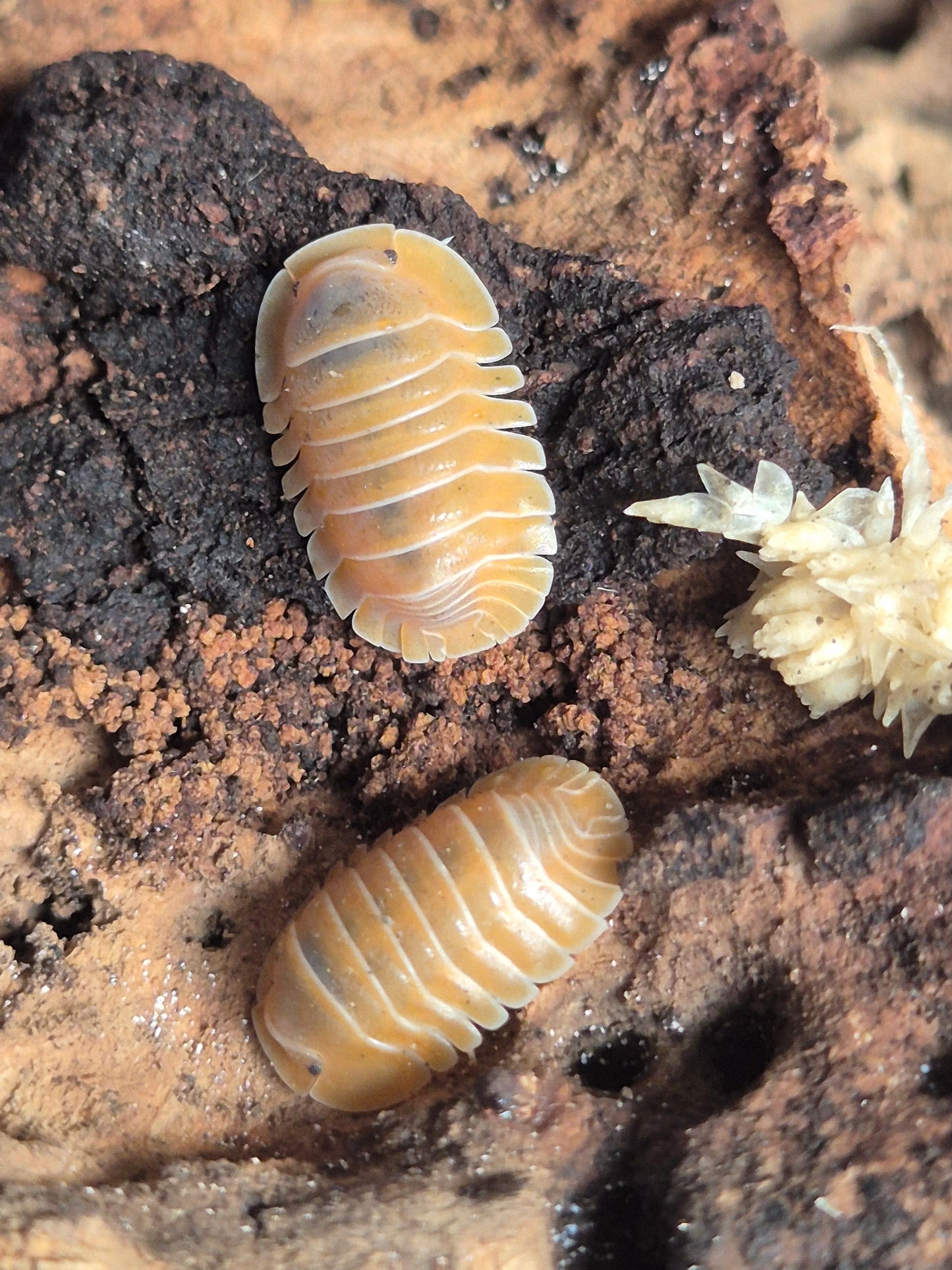Cubaris Crabby Isopods