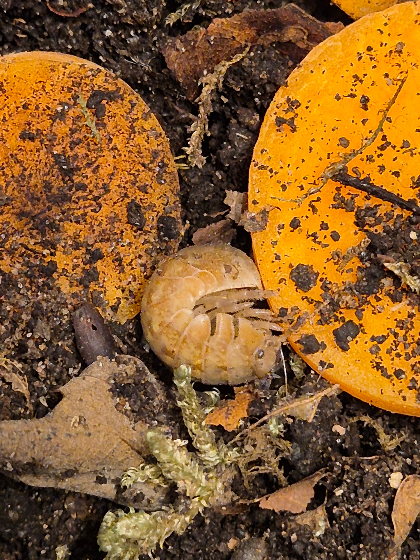 Helleria Brevicornis Isopods