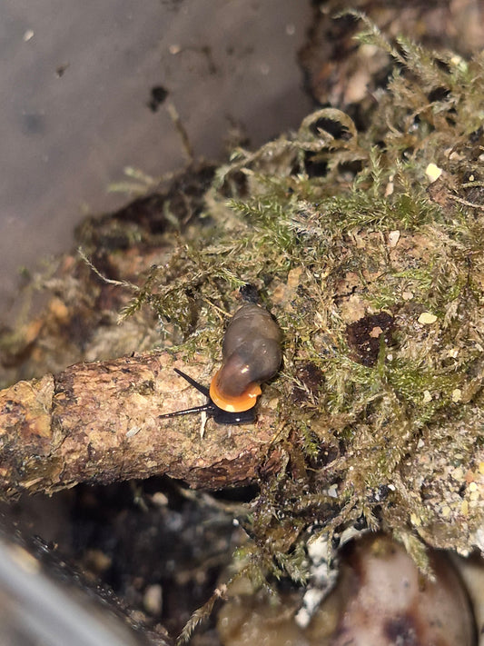 Moulinsia Fusca Erythrostoma - The Bug Room