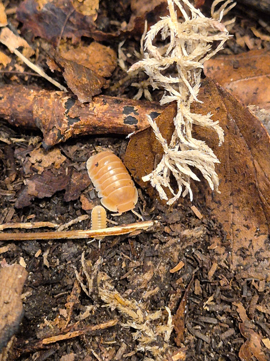 Cubaris sp "Citrus Panda King" Isopods - The Bug Room