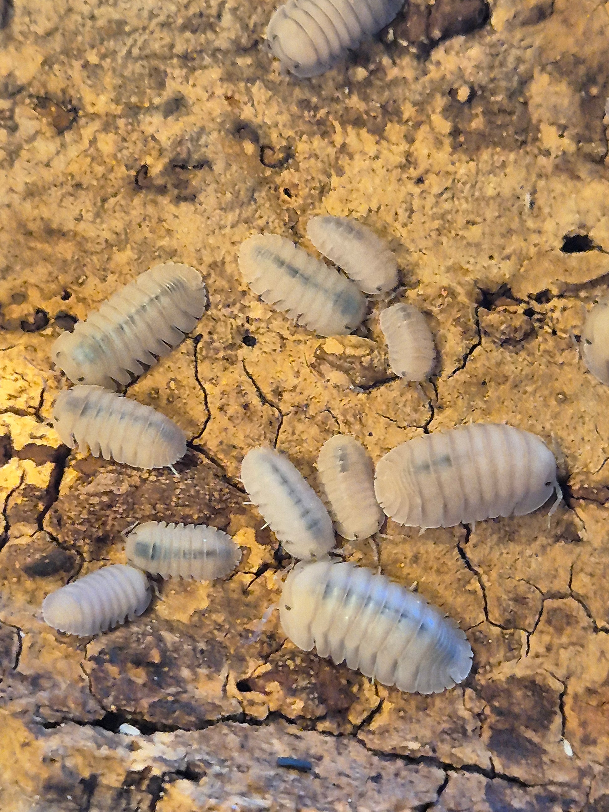 Cubaris sp "Thai Blue Angel" Isopods - The Bug Room