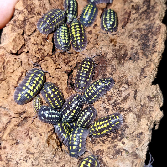 Armadillidium gestroi isopods for sale uk