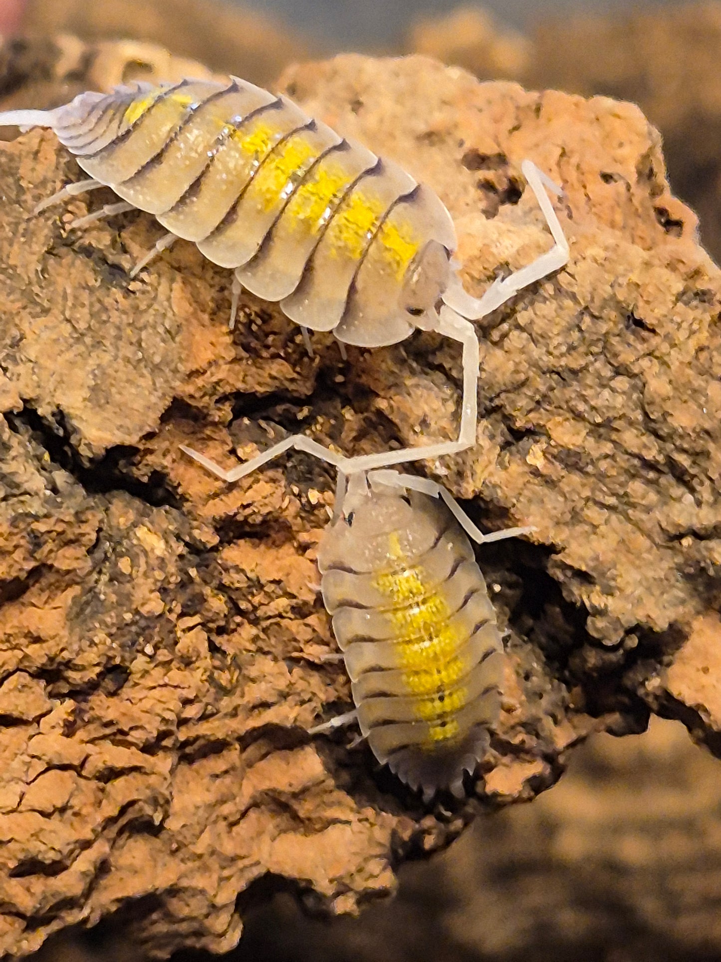 Porcellio Bolivari "yellow ghost" Isopods