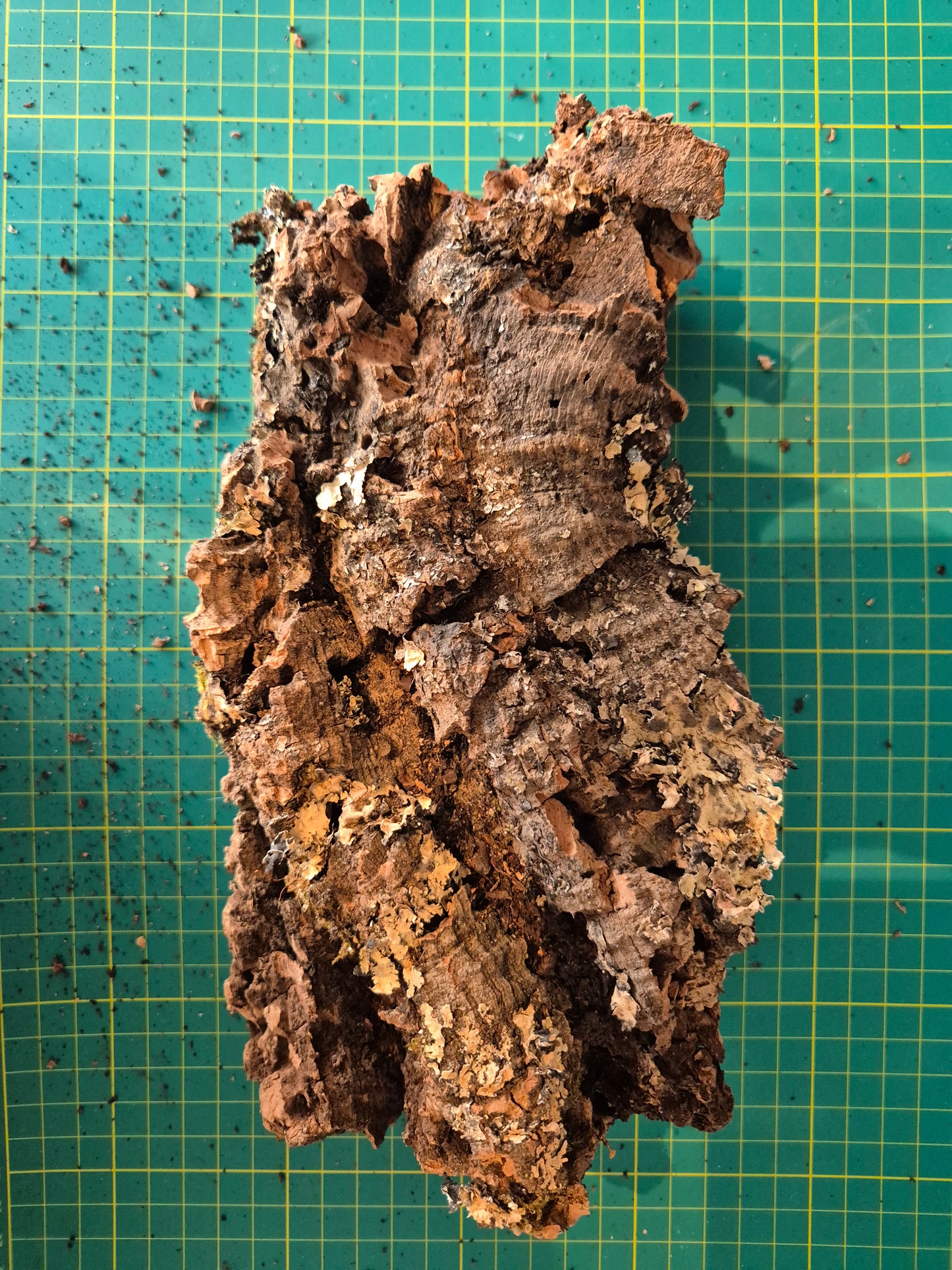 Cork Bark - The Bug Room