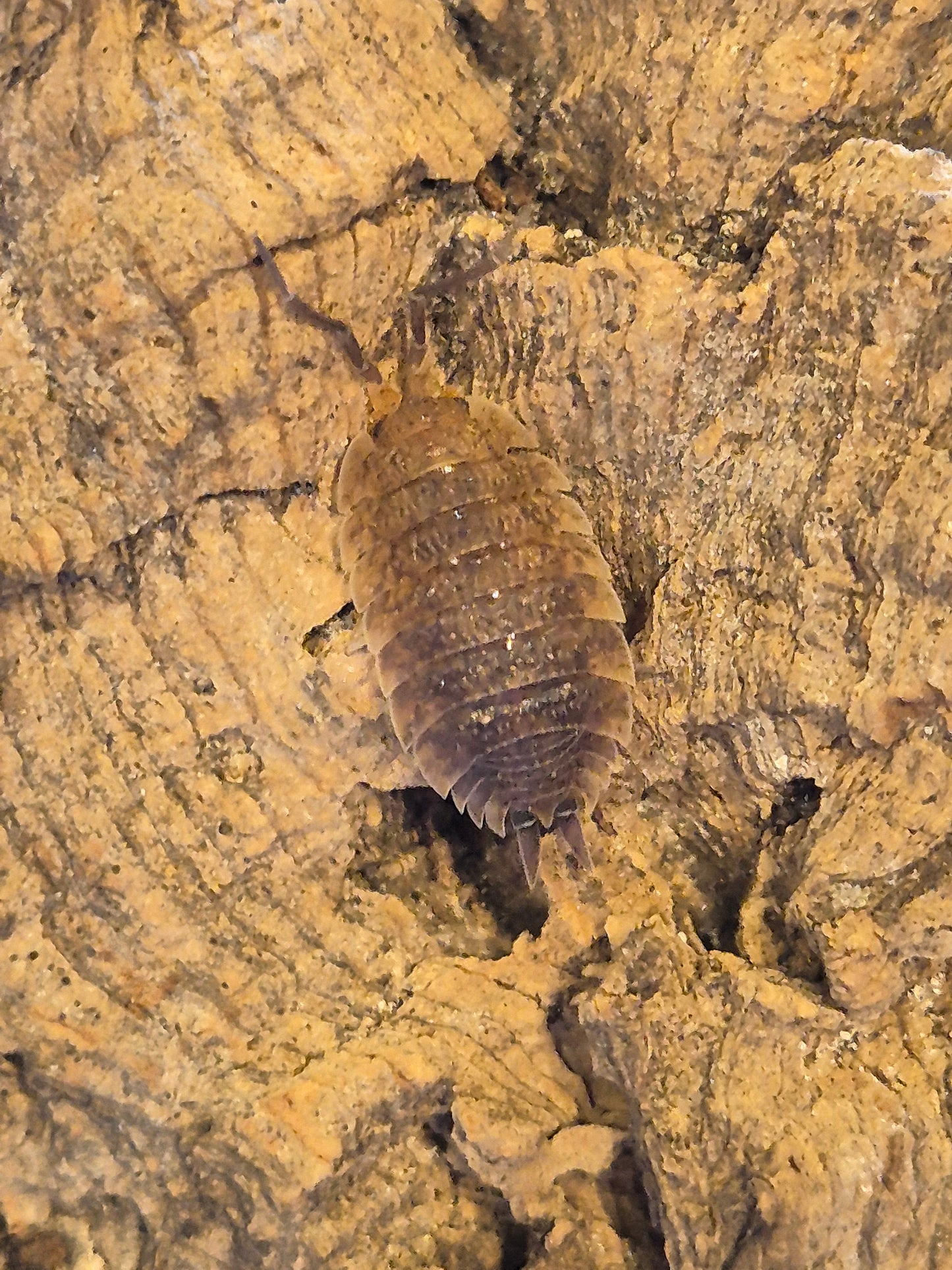 Porcellio Scaber "Arenaria" Isopods - The Bug Room