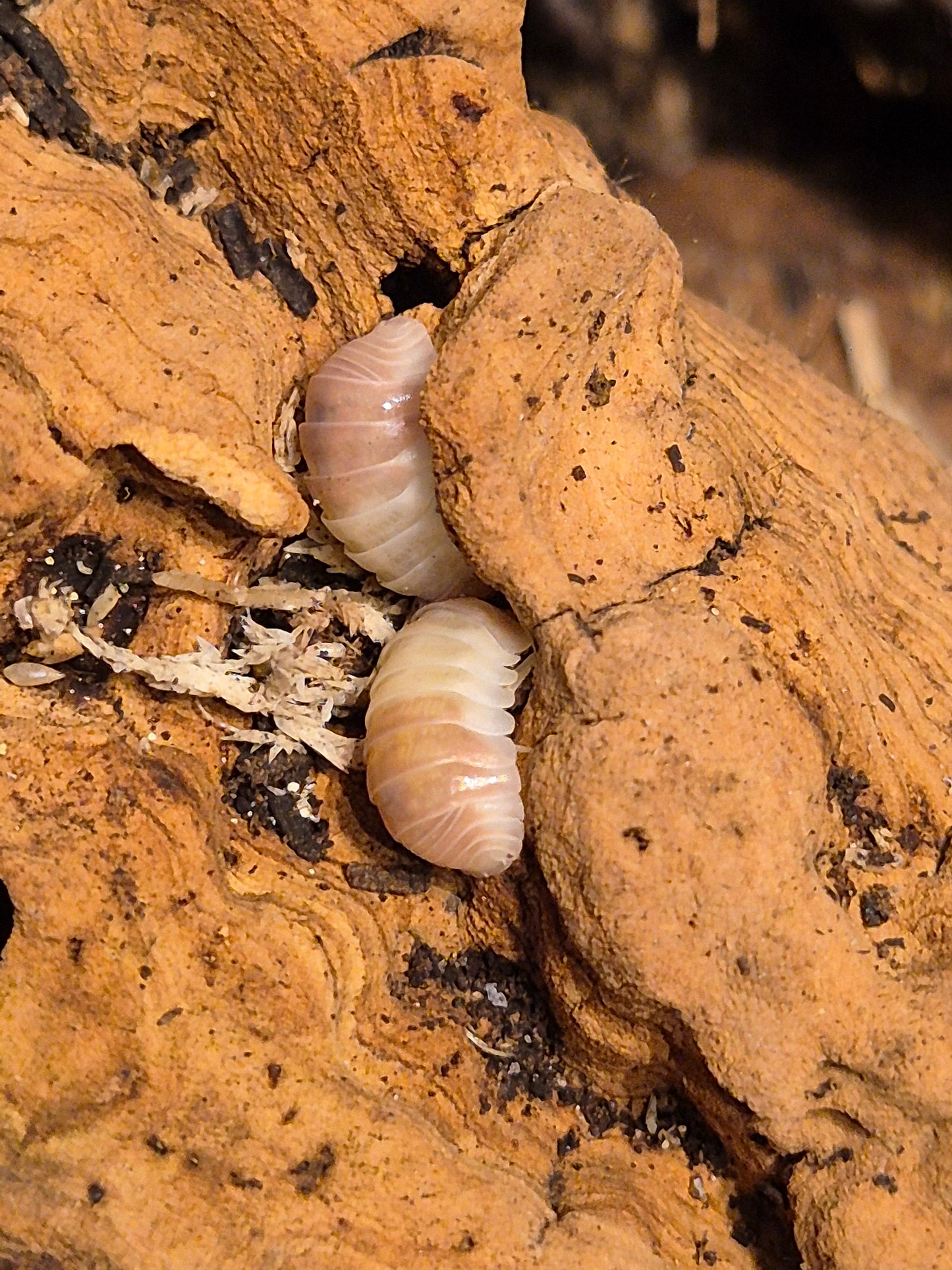 Cubaris sp "Pink Panda" Isopods