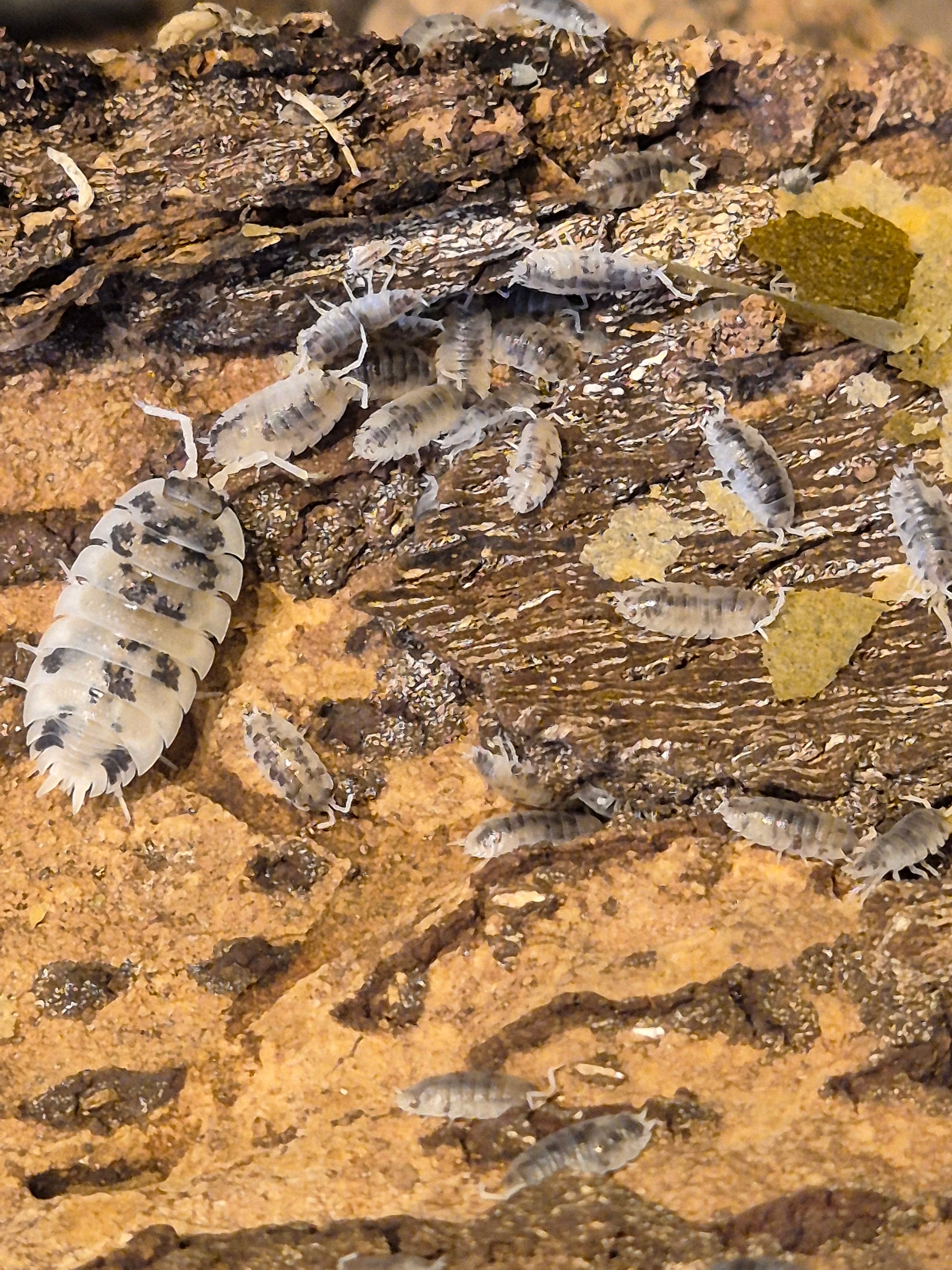 Porcellio Scaber "Moo Cow" Isopods - The Bug Room