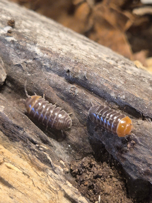 Armadillidium Flavoscutum Red Head