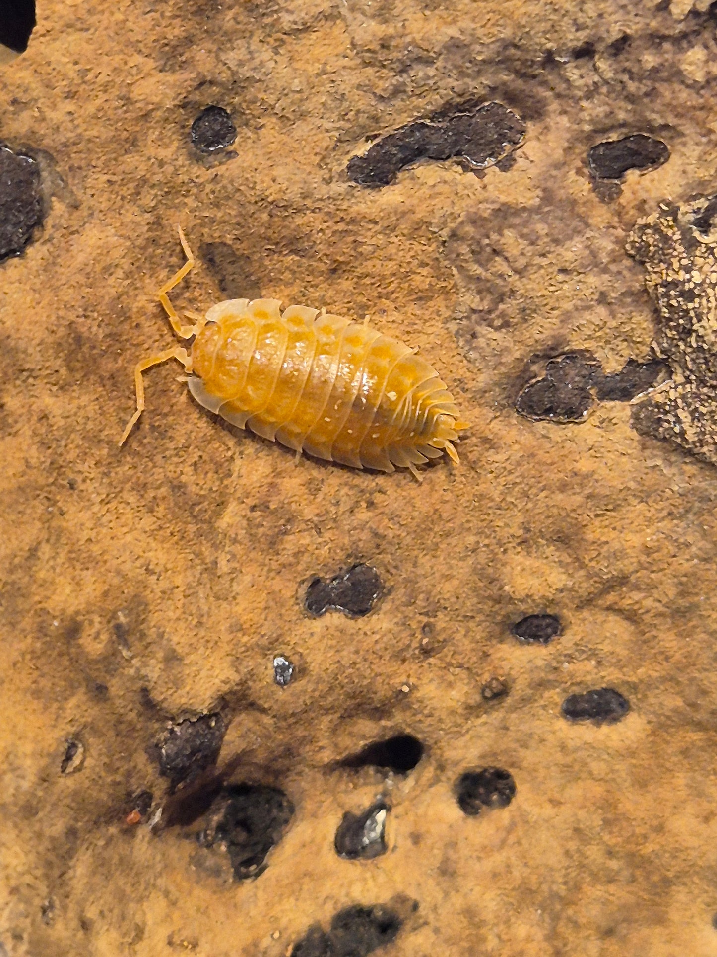 Oniscus Asellus "Orange" Isopods - The Bug Room