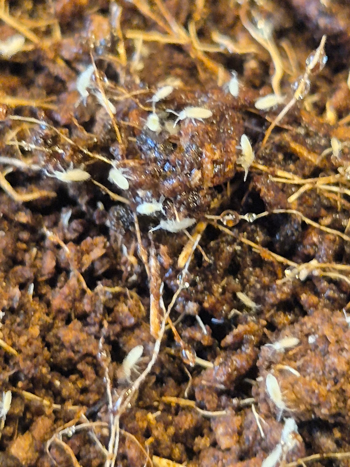 Tropical White Springtails (Collembola sp)