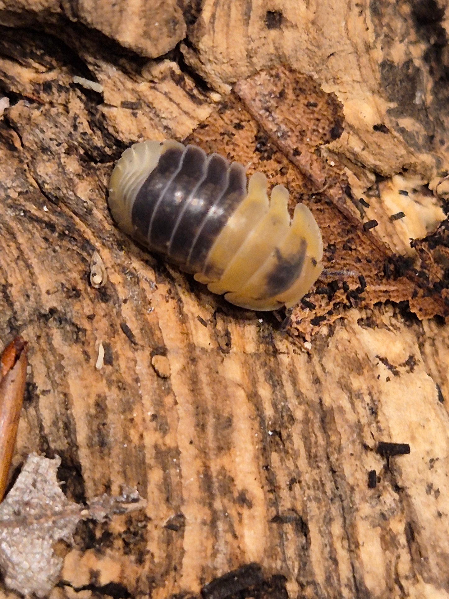 Cubaris sp "Bumblebee" Isopods