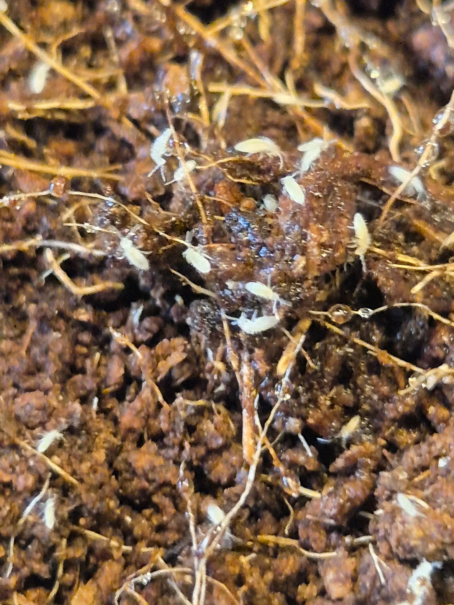 Tropical White Springtails (Collembola sp)