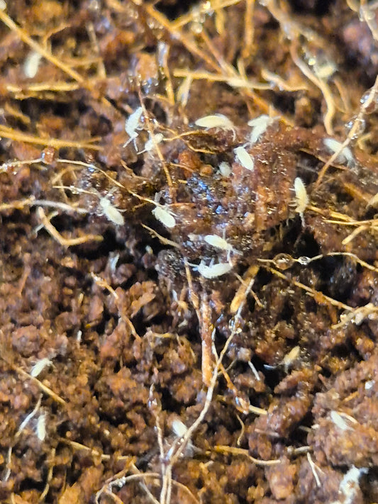 Tropical White Springtails (Collembola sp)