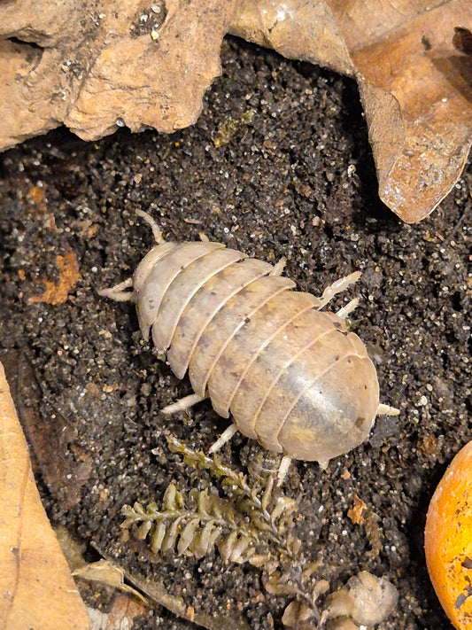 Helleria Brevicornis Isopods