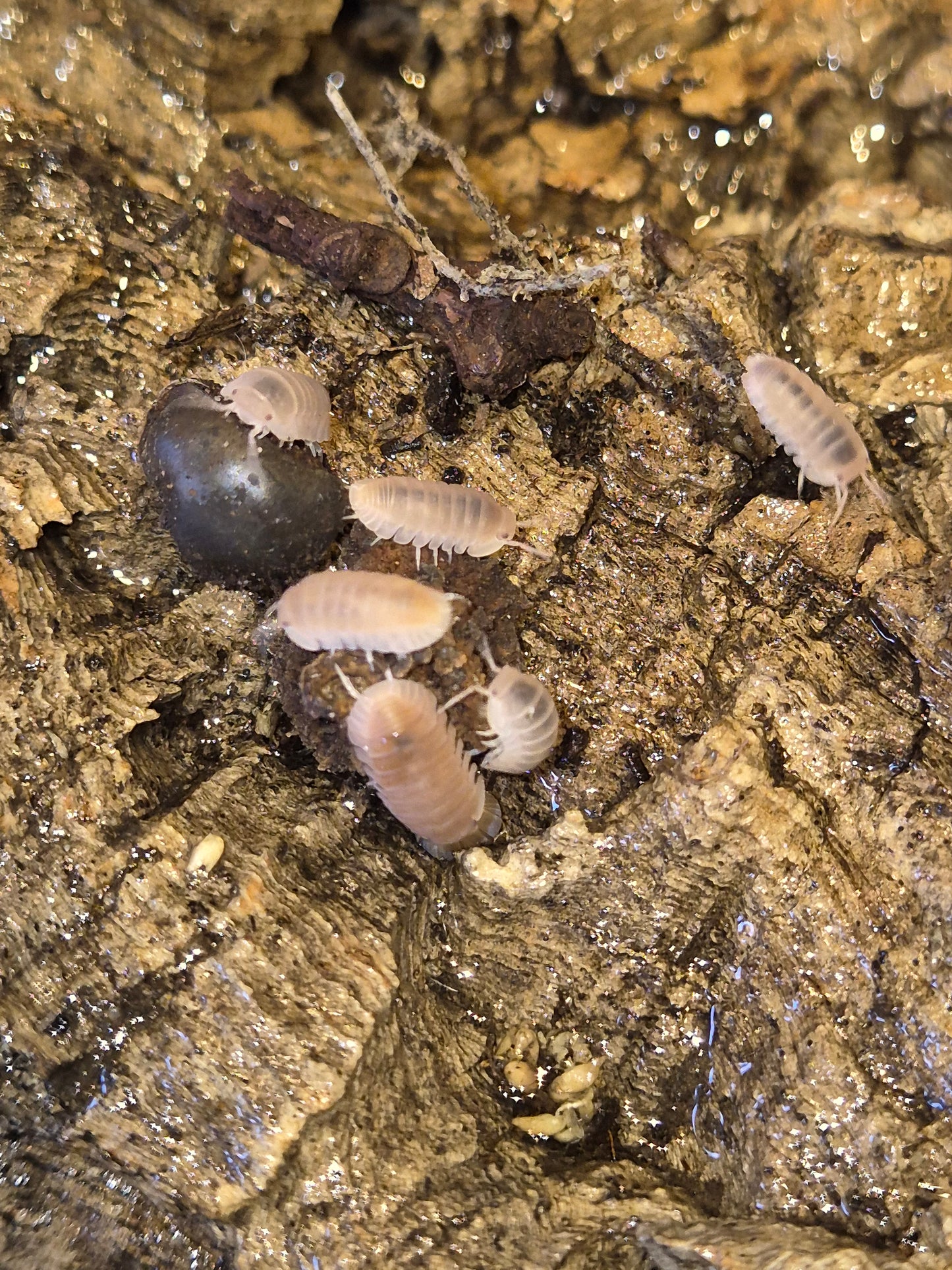Cubaris Murina "Papaya" Isopods