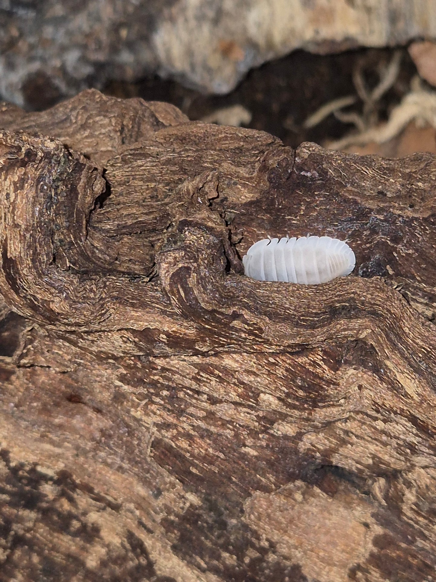 Cubaris sp "White Panda"