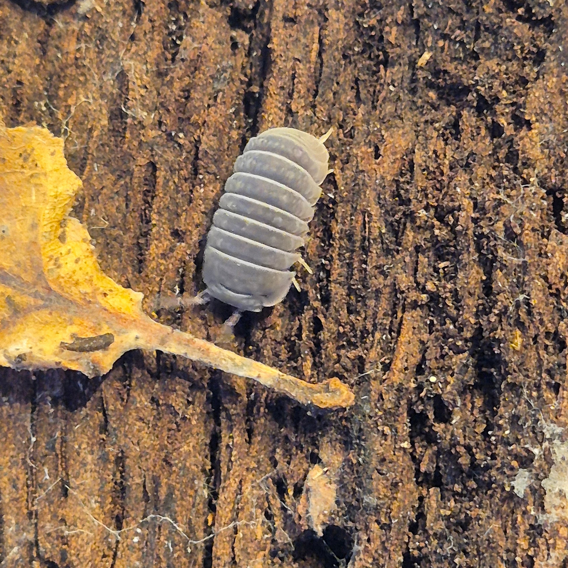 Armadillo Tubercalatus - The Bug Room