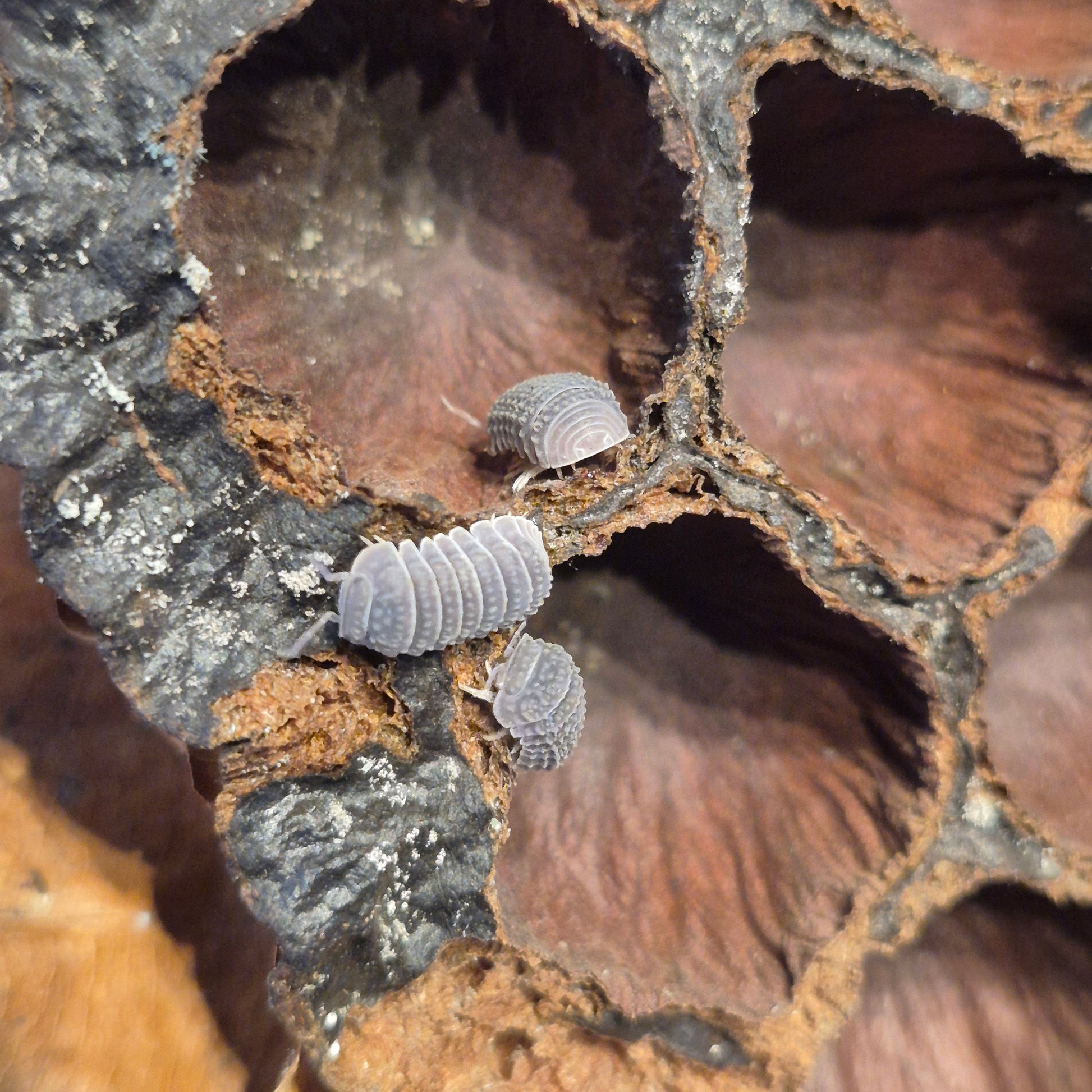 Armadillo Tubercalatus - The Bug Room