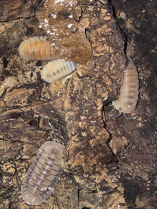 Cubaris sp "Ice Flower" - The Bug Room