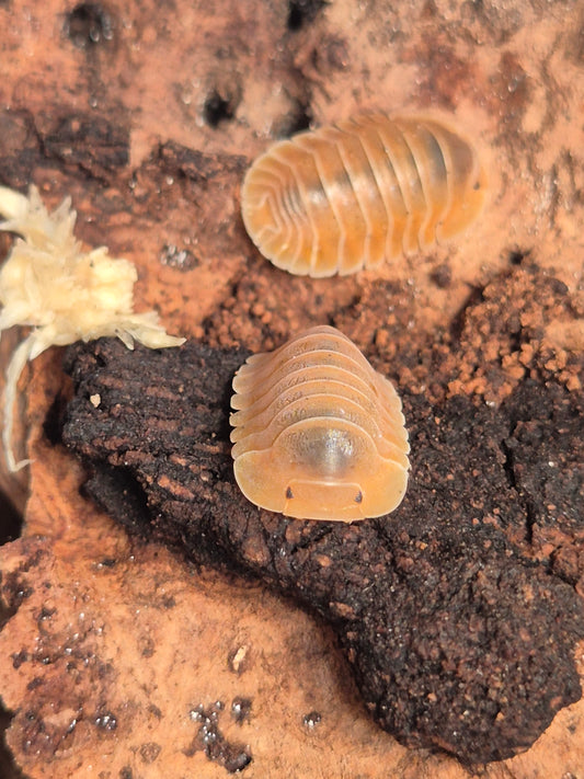 Cubaris Crabby Isopods
