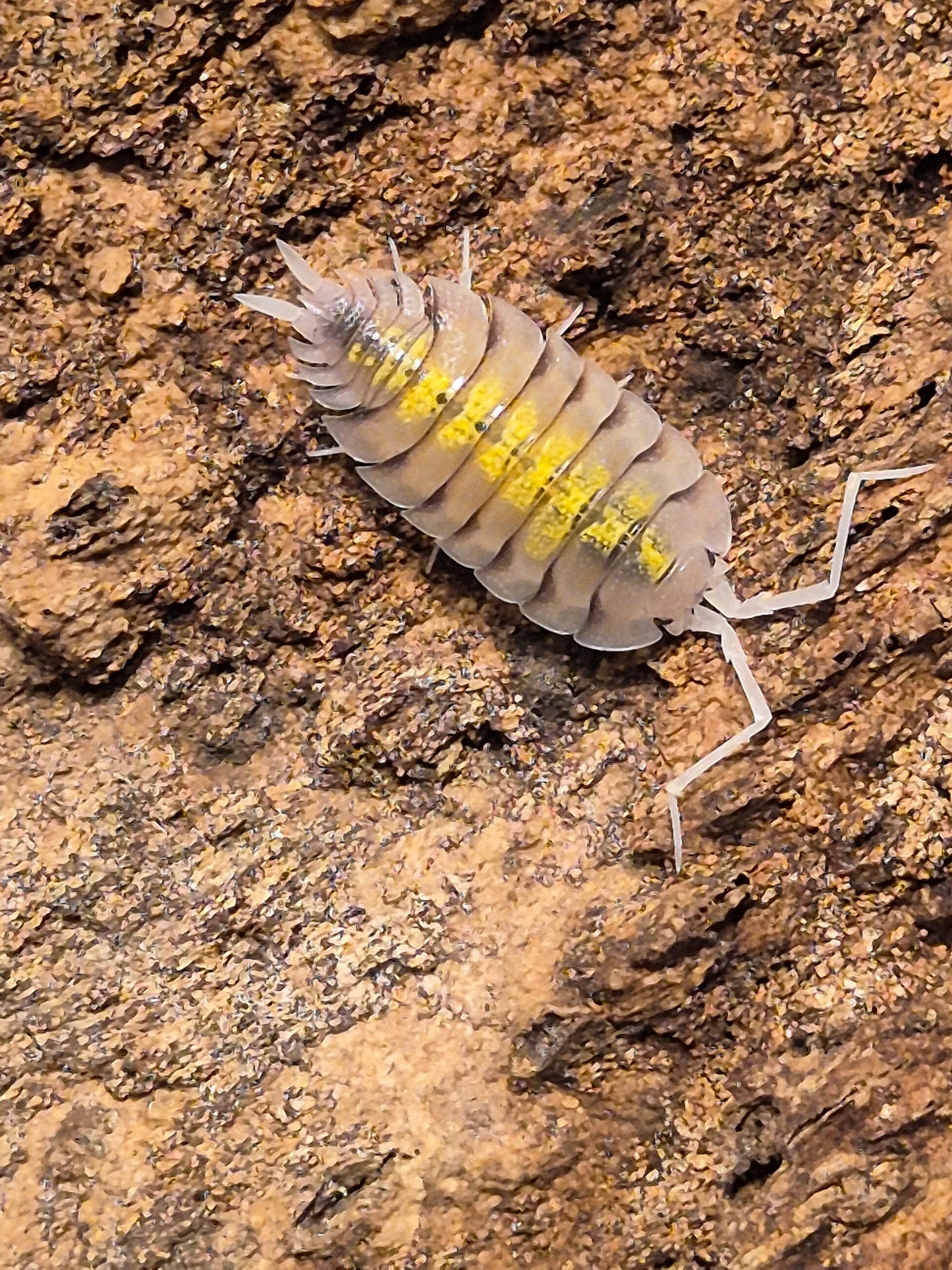 Porcellio Bolivari "yellow ghost" Isopods