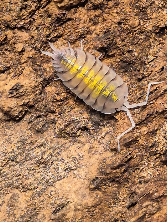 Porcellio Bolivari "yellow ghost" Isopods