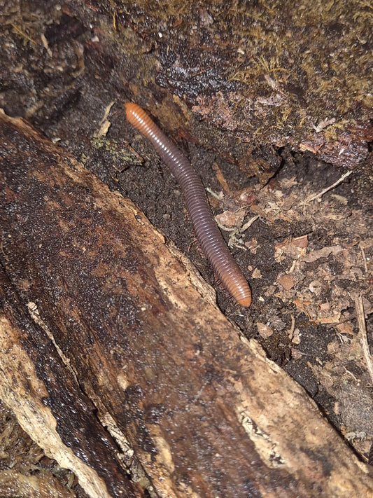 Analocostreptus servatius (Firehead Millipedes) - The Bug Room