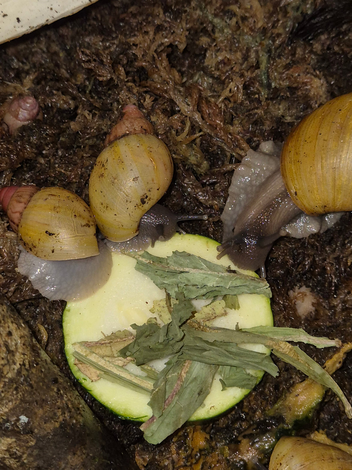 Lissachatina Zanzibarica Land Snail