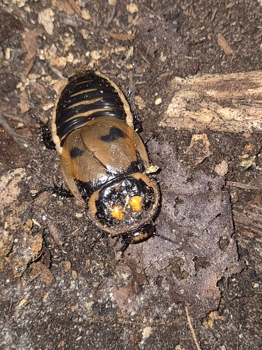 Lucihormetica Verrucosa (Headlight Cockroach) - The Bug Room