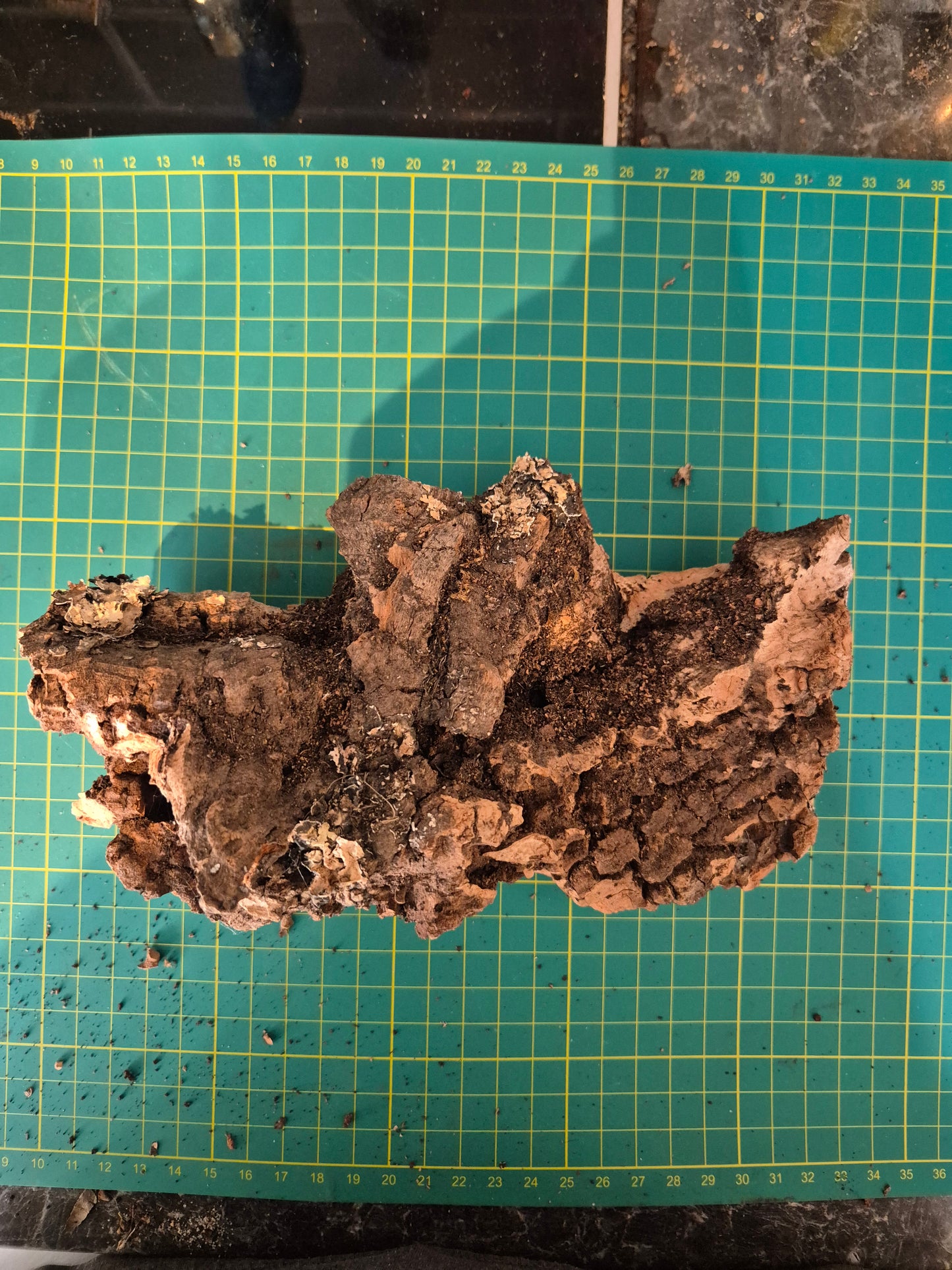 Cork Bark - The Bug Room