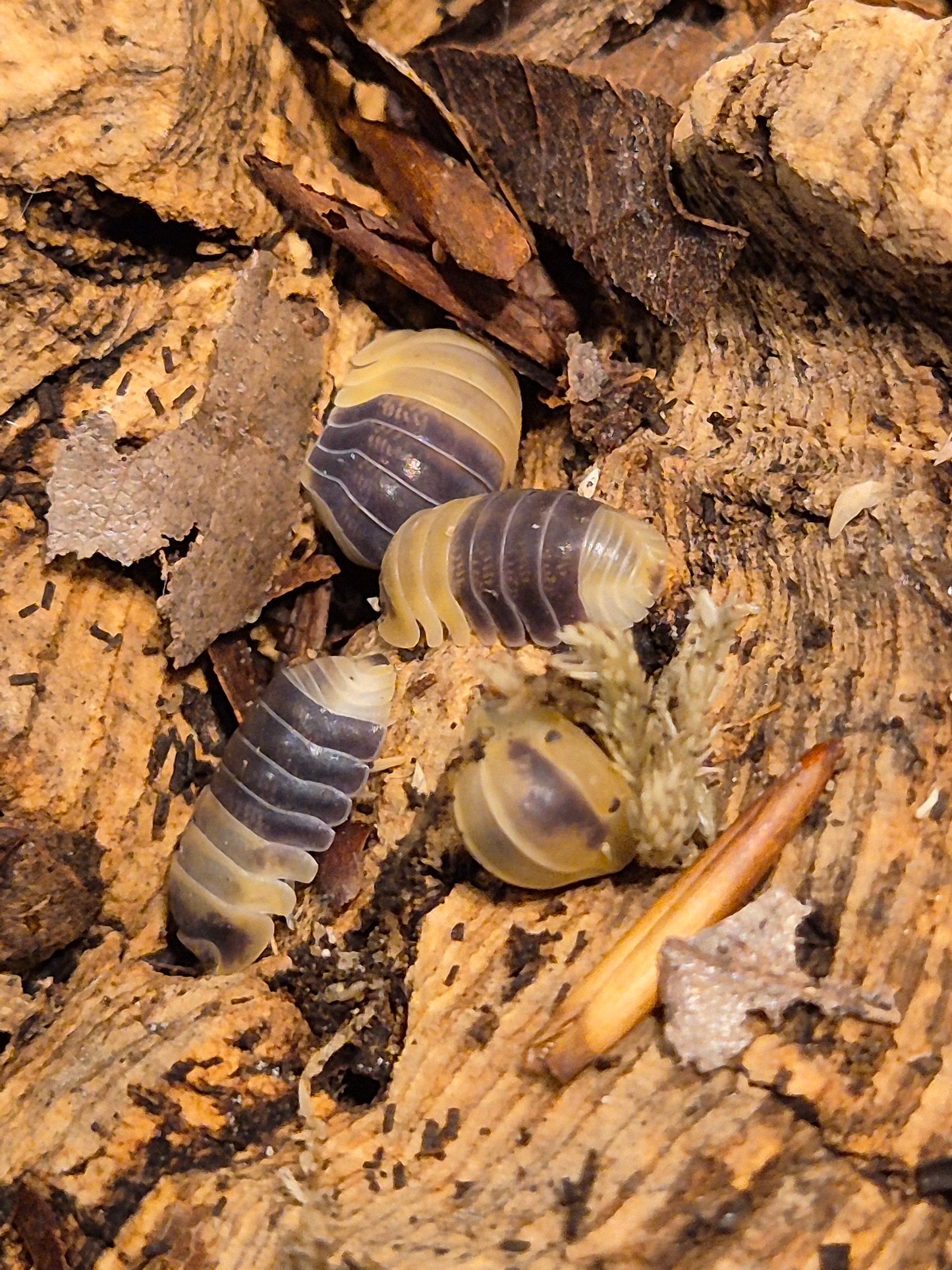 Cubaris sp "Bumblebee" Isopods