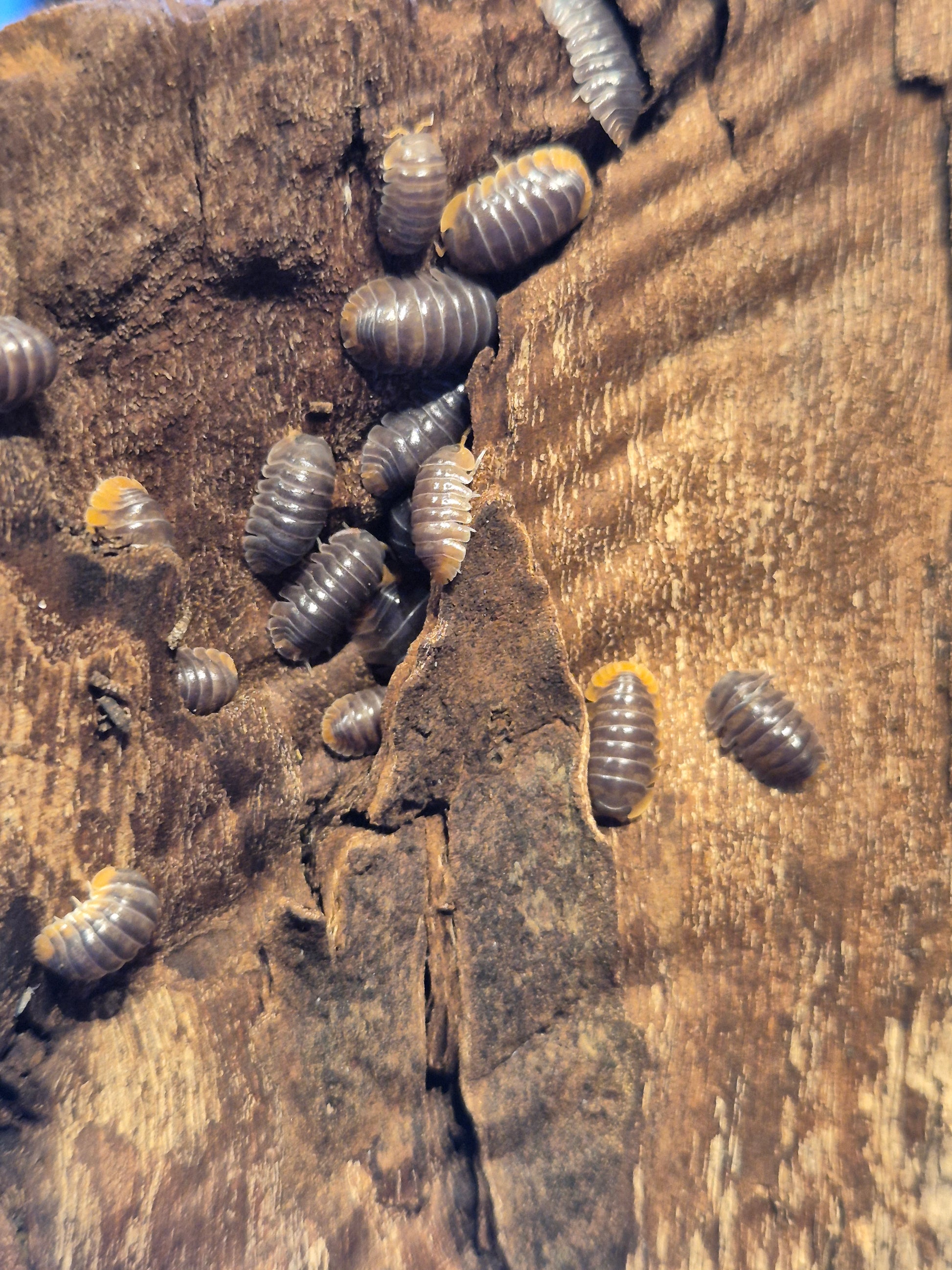 Cubaris Miyako Isopods - The Bug Room