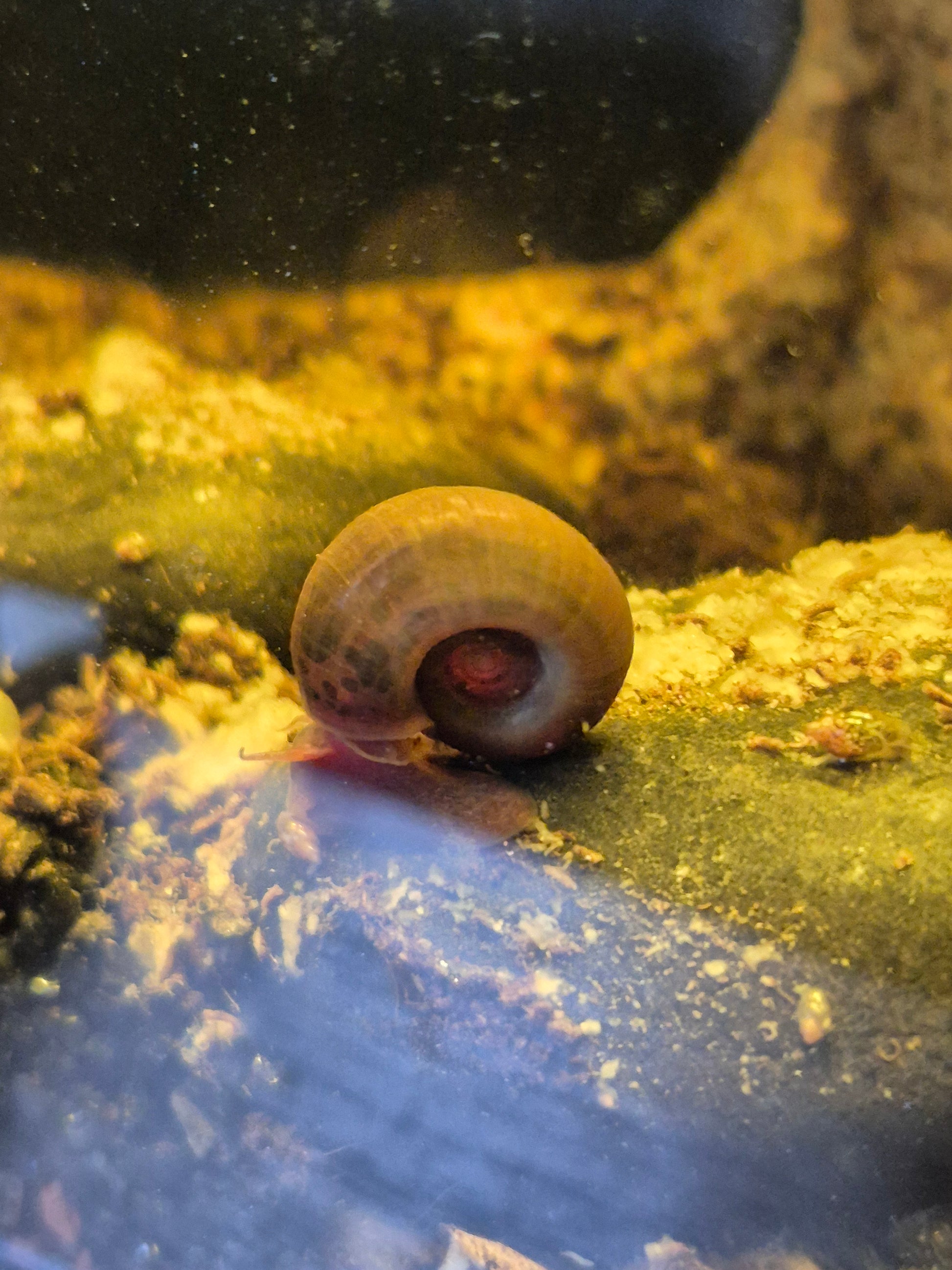 Ramshorn Snail (Planorbella duryi) - The Bug Room
