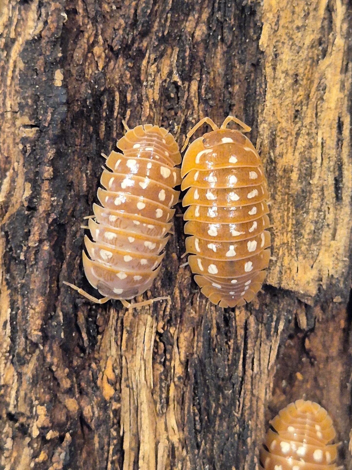 Armadillidium Werneri "Orange" Isopods