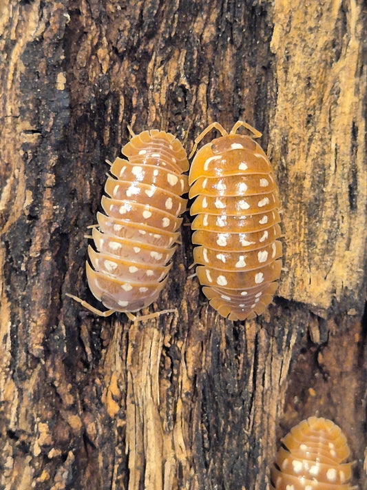 Armadillidium Werneri "Orange" Isopods