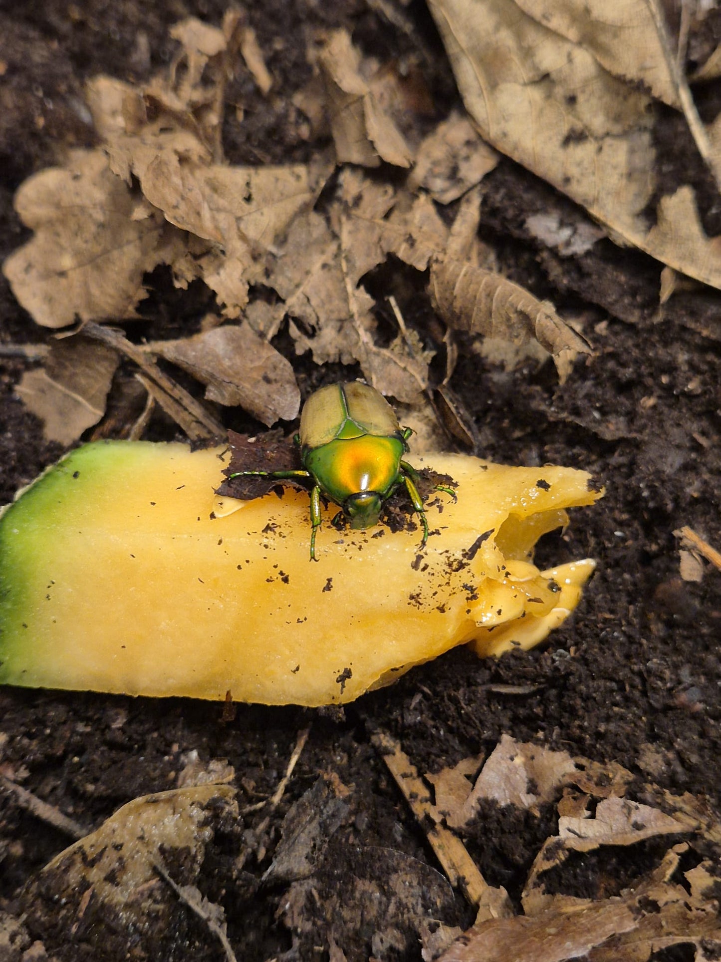 Chlorocala africana africana (Emerald Jewel Beetle)