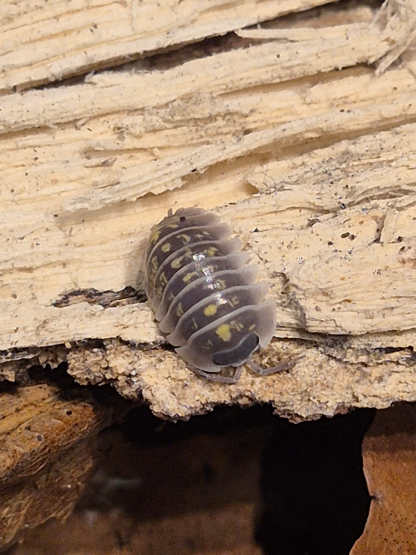 Armadillidium Ruffoi - The Bug Room