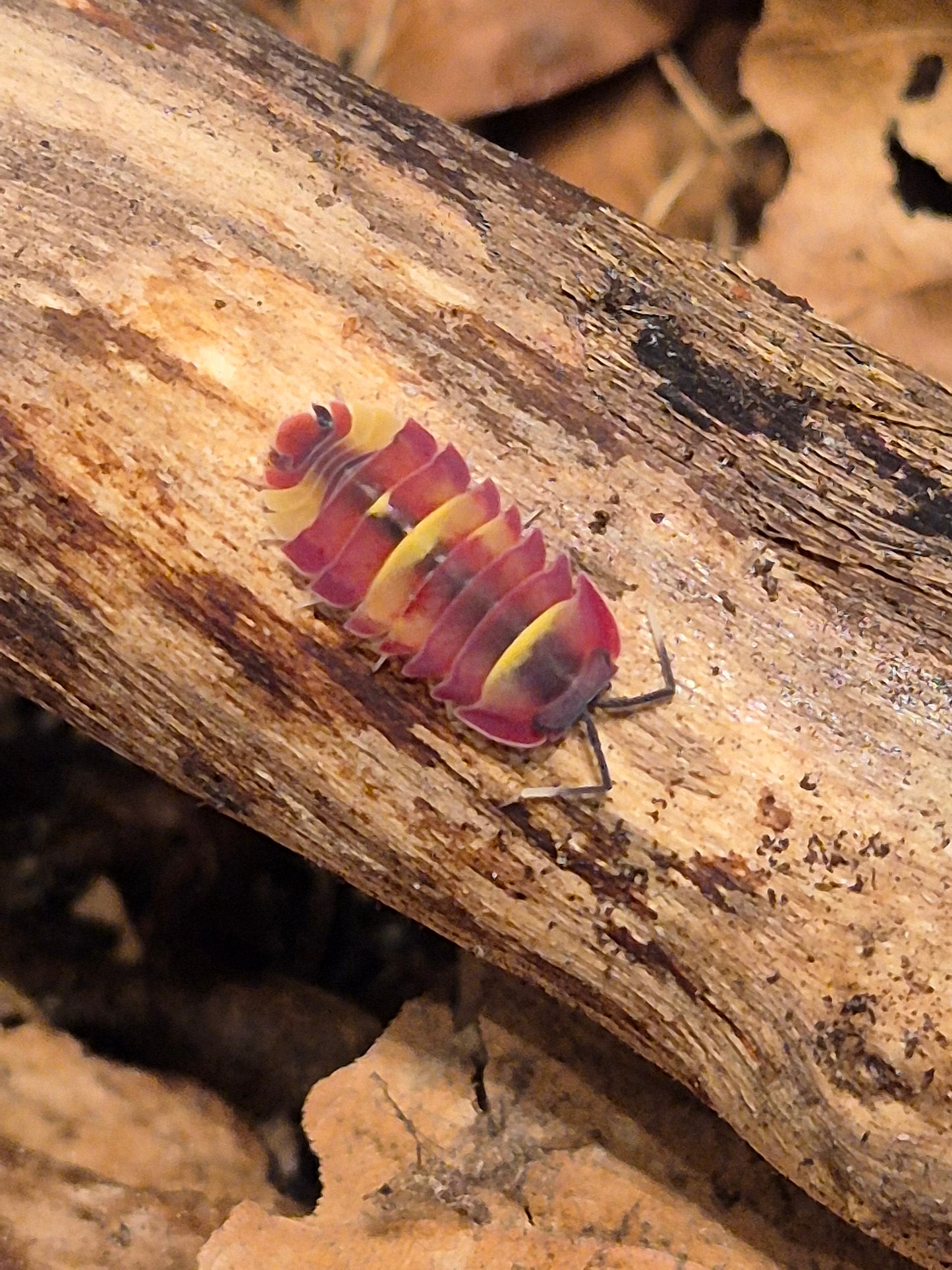 Merulanella sp. "Scarlet" Isopods