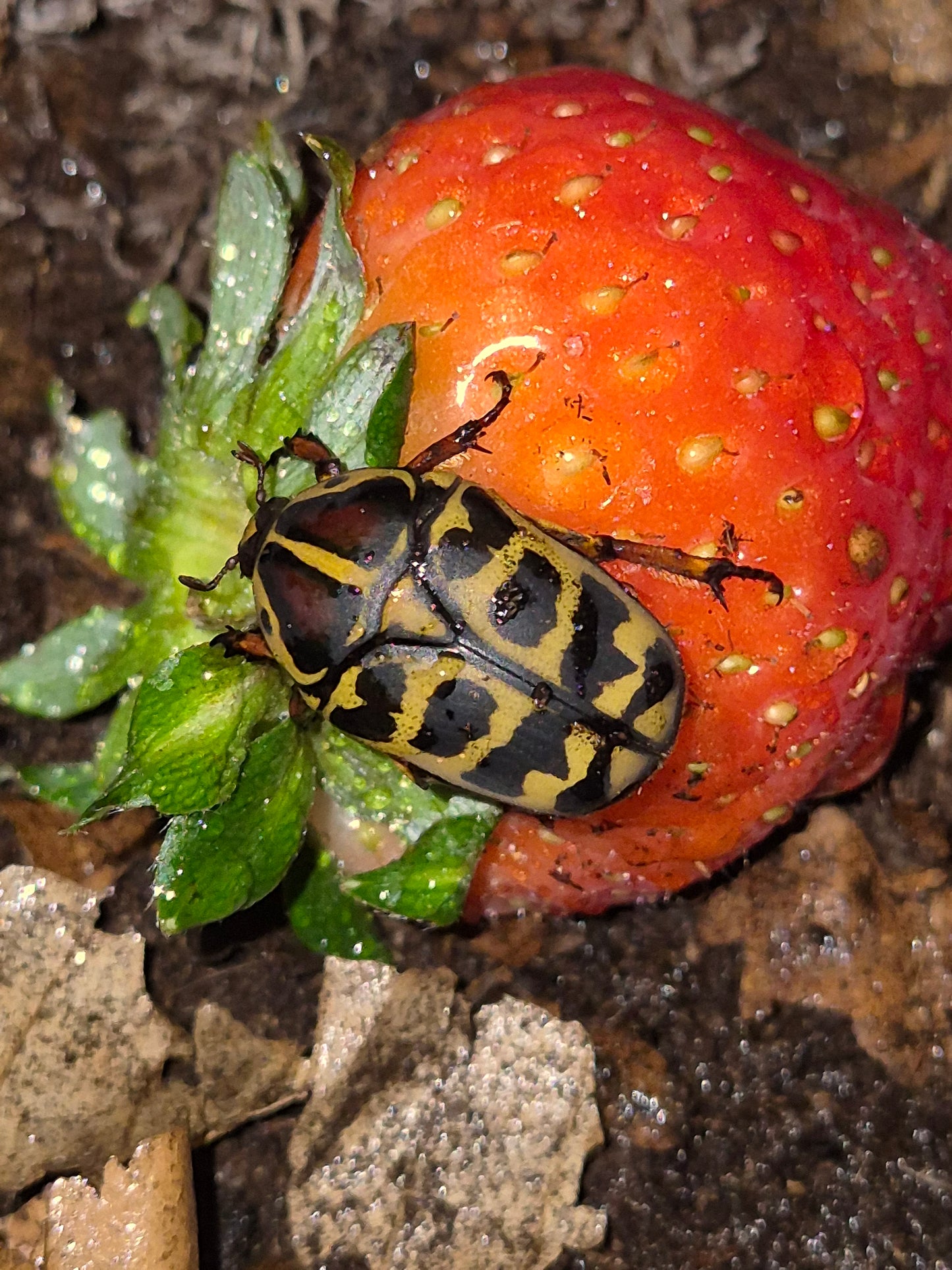 Pachnoda Cordata - The Bug Room