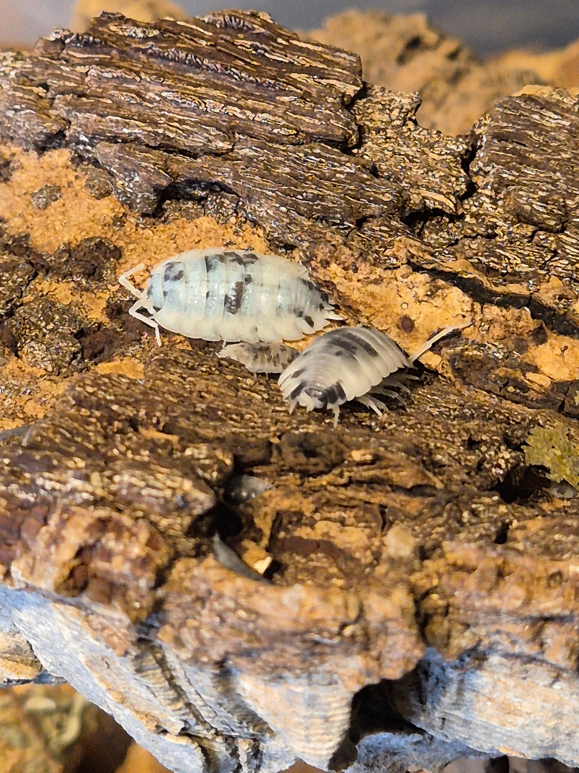 Porcellio Scaber "Moo Cow" Isopods - The Bug Room