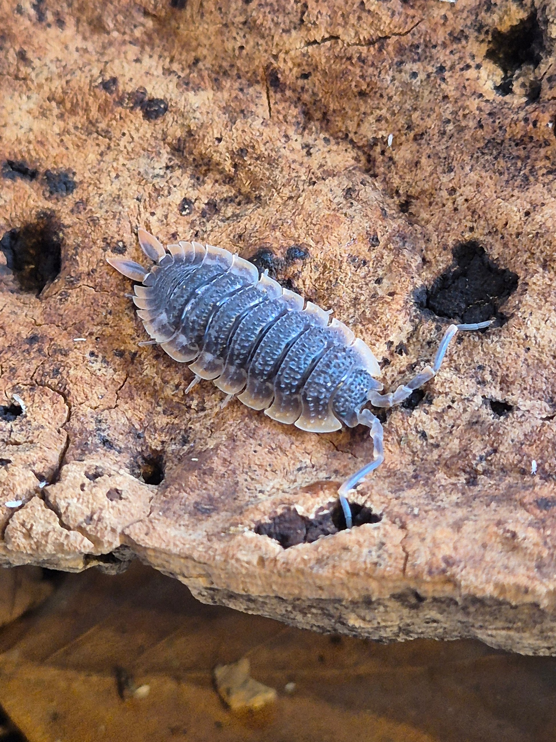 Porcellio Echinatus "Red Edge" Isopods - The Bug Room